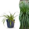 Carex oshimensis Evergreen - Japanse Zegge - Groenblijvend - Groen