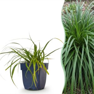 thumbnail_6000-1287.jpg Carex oshimensis Evergreen - Japanse Zegge - Groenblijvend - Groen