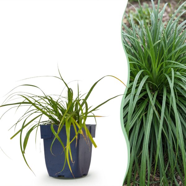 thumbnail_6000-1287.jpg Carex oshimensis Evergreen - Japanse Zegge - Groenblijvend - Groen
