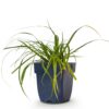 Carex oshimensis Evergreen - Japanse Zegge - Groenblijvend - Groen