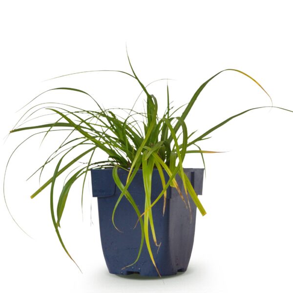 thumbnail_6000-1288.jpg Carex oshimensis Evergreen - Japanse Zegge - Groenblijvend - Groen