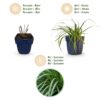 Carex oshimensis Evergreen - Japanse Zegge - Groenblijvend - Groen
