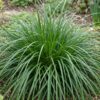Carex oshimensis Evergreen - Japanse Zegge - Groenblijvend - Groen