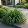 Carex oshimensis Evergreen - Japanse Zegge - Groenblijvend - Groen