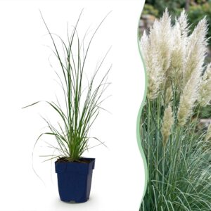thumbnail_6000-1299.jpg Cortaderia sell. Pumila - Dwergpampasgras - Met Pluim - Grijs