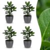 Clusia Princess - Clusia - 4 Planten - met Potter Grijs