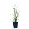 Cortaderia sell. Pumila - Dwergpampasgras - Met Pluim - Grijs