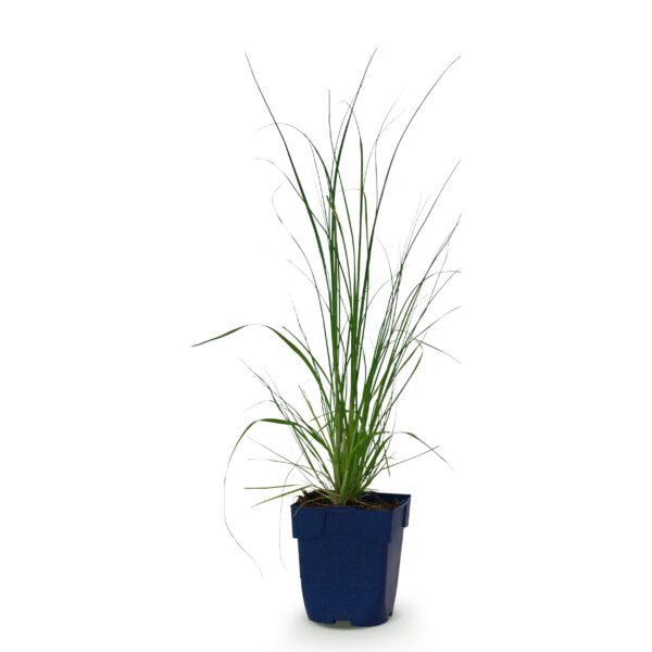 thumbnail_6000-1300.jpg Cortaderia sell. Pumila - Dwergpampasgras - Met Pluim - Grijs