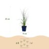 Cortaderia sell. Pumila - Dwergpampasgras - Met Pluim - Grijs