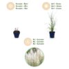 Cortaderia sell. Pumila - Dwergpampasgras - Met Pluim - Grijs