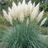 Cortaderia sell. Pumila - Dwergpampasgras - Met Pluim - Grijs