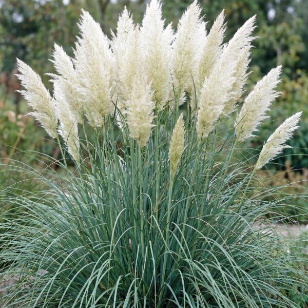 thumbnail_6000-1303.jpg Cortaderia sell. Pumila - Dwergpampasgras - Met Pluim - Grijs