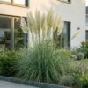 Cortaderia sell. Pumila - Dwergpampasgras - Met Pluim - Grijs