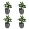 Clusia Princess - Clusia - 4 Planten - met Potter Grijs