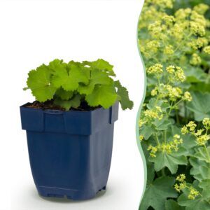 thumbnail_6000-1311.jpg Alchemilla mollis - Vrouwenmantel - Bodembedekkend - Geel