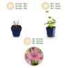 Astrantia major - Sterrenkruid - Schaduw - Wit-Roze