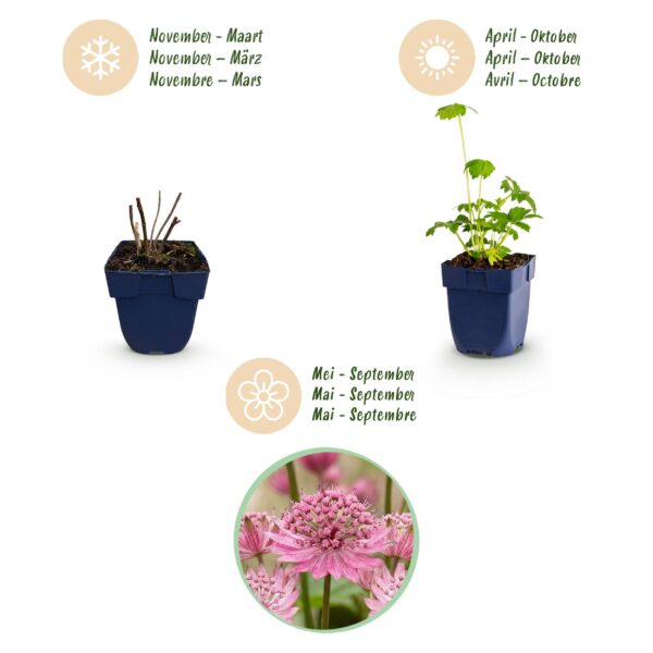 thumbnail_6000-1326.jpg Astrantia major - Sterrenkruid - Schaduw - Wit-Roze