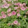 Astrantia major - Sterrenkruid - Schaduw - Wit-Roze