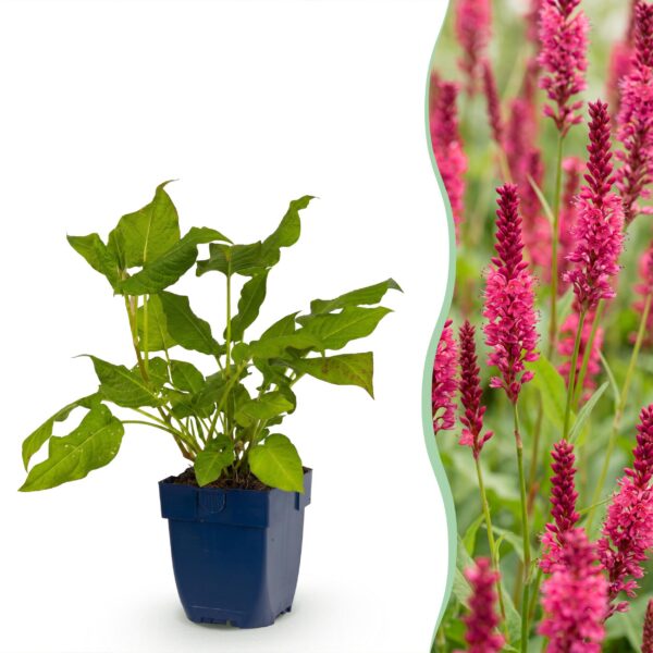 thumbnail_6000-1335.jpg Persicaria amplexicaulis - Duizendknoop - Bijen en Vlinderlokkers - Rood - 24 Planten