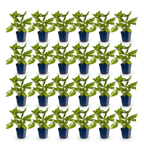 thumbnail_6000-1336.jpg Persicaria amplexicaulis - Duizendknoop - Bijen en Vlinderlokkers - Rood - 24 Planten