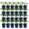 Geranium Johnson's Blue - Ooievaarsbek - Bodembedekkend - Blauw - 24 Planten