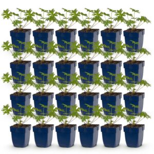 thumbnail_6000-1347.jpg Geranium Johnson's Blue - Ooievaarsbek - Bodembedekkend - Blauw - 24 Planten