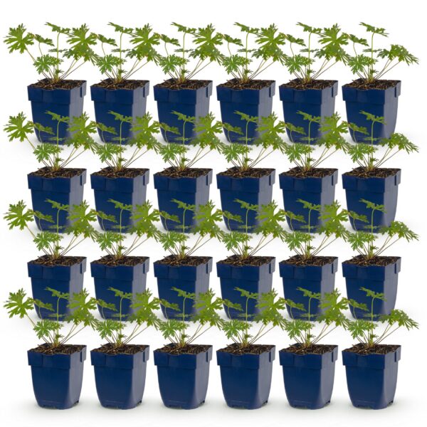 thumbnail_6000-1347.jpg Geranium Johnson's Blue - Ooievaarsbek - Bodembedekkend - Blauw - 24 Planten