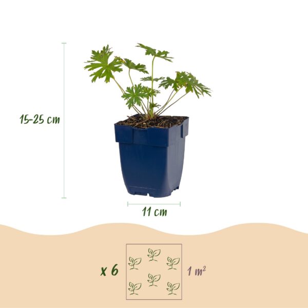 thumbnail_6000-1349.jpg Geranium Johnson's Blue - Ooievaarsbek - Bodembedekkend - Blauw - 24 Planten