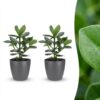 Clusia Princess - Clusia - 2 Planten - met Potter Grijs