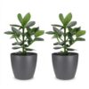 Clusia Princess - Clusia - 2 Planten - met Potter Grijs
