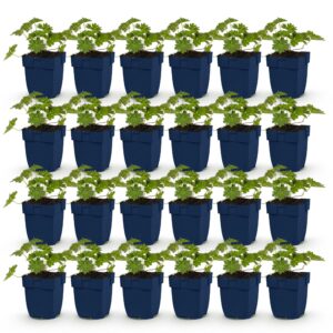 thumbnail_6000-1371.jpg Geranium 'Rozanne' - Ooievaarsbek - Bodembedekkend - Blauw - 24 Planten