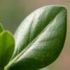 Clusia Princess - Clusia - 2 Planten - met Potter Grijs