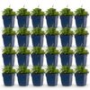 Campanula posch. Lisduggan Variety - Ridderspoor - Bodembedekkend - Wit - 24 Planten