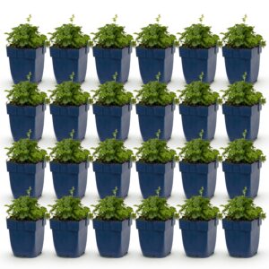 thumbnail_6000-1383.jpg Campanula posch. Lisduggan Variety - Ridderspoor - Bodembedekkend - Wit - 24 Planten
