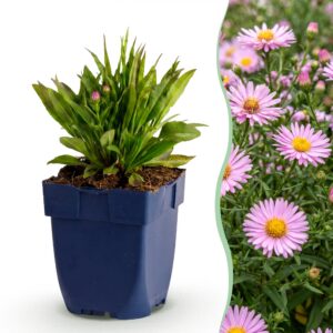 thumbnail_6000-1395.jpg Aster Wood's Pink - Pluimspirea - Bijen en Vlinderlokkers - Roze - 24 Planten
