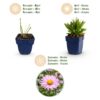 Aster Wood's Pink - Pluimspirea - Bijen en Vlinderlokkers - Roze - 24 Planten