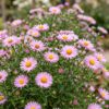 Aster Wood's Pink - Pluimspirea - Bijen en Vlinderlokkers - Roze - 24 Planten