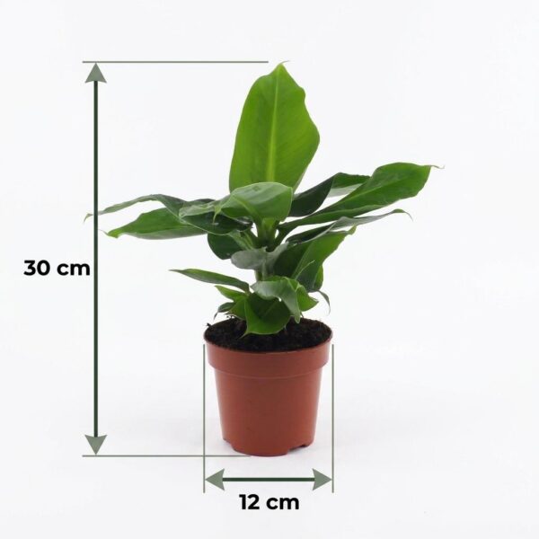 thumbnail_6000-14.jpg Musa Oriental Dwarf - Dwergbanaan - met Potter Grijs
