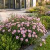 Aster Wood's Pink - Pluimspirea - Bijen en Vlinderlokkers - Roze - 24 Planten
