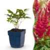 Astilbe (A) Fanal - Pluimspirea - Schaduw - Rood - 24 Planten