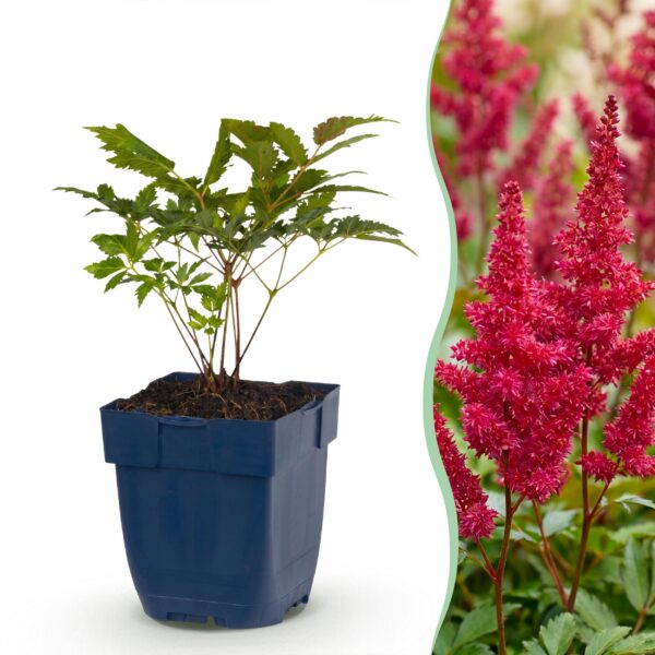 thumbnail_6000-1408.jpg Astilbe (A) Fanal - Pluimspirea - Schaduw - Rood - 24 Planten
