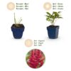 Astilbe (A) Fanal - Pluimspirea - Schaduw - Rood - 24 Planten