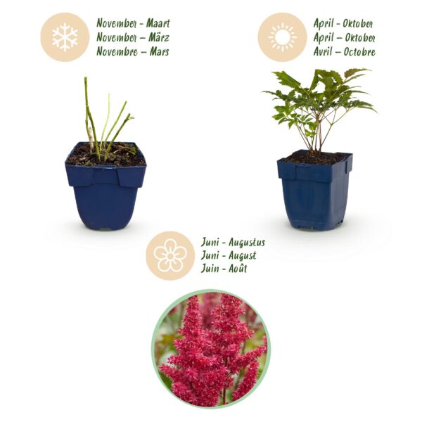 thumbnail_6000-1410.jpg Astilbe (A) Fanal - Pluimspirea - Schaduw - Rood - 24 Planten