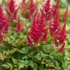 Astilbe (A) Fanal - Pluimspirea - Schaduw - Rood - 24 Planten