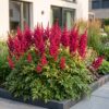 Astilbe (A) Fanal - Pluimspirea - Schaduw - Rood - 24 Planten