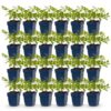 Astilbe (J) Deutschland - Pluimspirea - Schaduw - Wit - 24 Planten