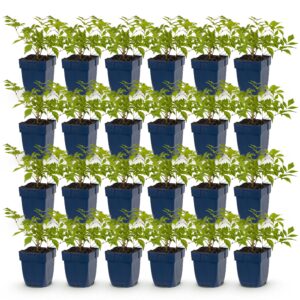 thumbnail_6000-1419.jpg Astilbe (J) Deutschland - Pluimspirea - Schaduw - Wit - 24 Planten