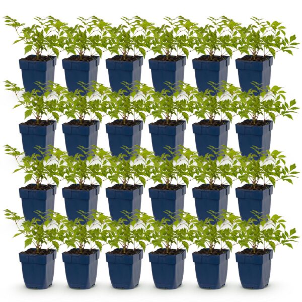thumbnail_6000-1419.jpg Astilbe (J) Deutschland - Pluimspirea - Schaduw - Wit - 24 Planten
