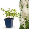 Astilbe (J) Deutschland - Pluimspirea - Schaduw - Wit - 24 Planten