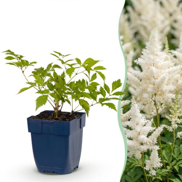 thumbnail_6000-1420.jpg Astilbe (J) Deutschland - Pluimspirea - Schaduw - Wit - 24 Planten